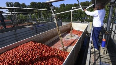 agriculture,-the-workforce-will-be-missing-this-summer:-“at-least-250,000-seasonal-workers-are-needed”