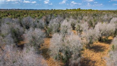 da-una-piccola-vespa-una-speranza-nella-lotta-a-xylella