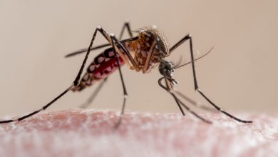 le-zanzare-possono-trasmettere-il-coronavirus?-ecco-cosa-sappiamo-finora